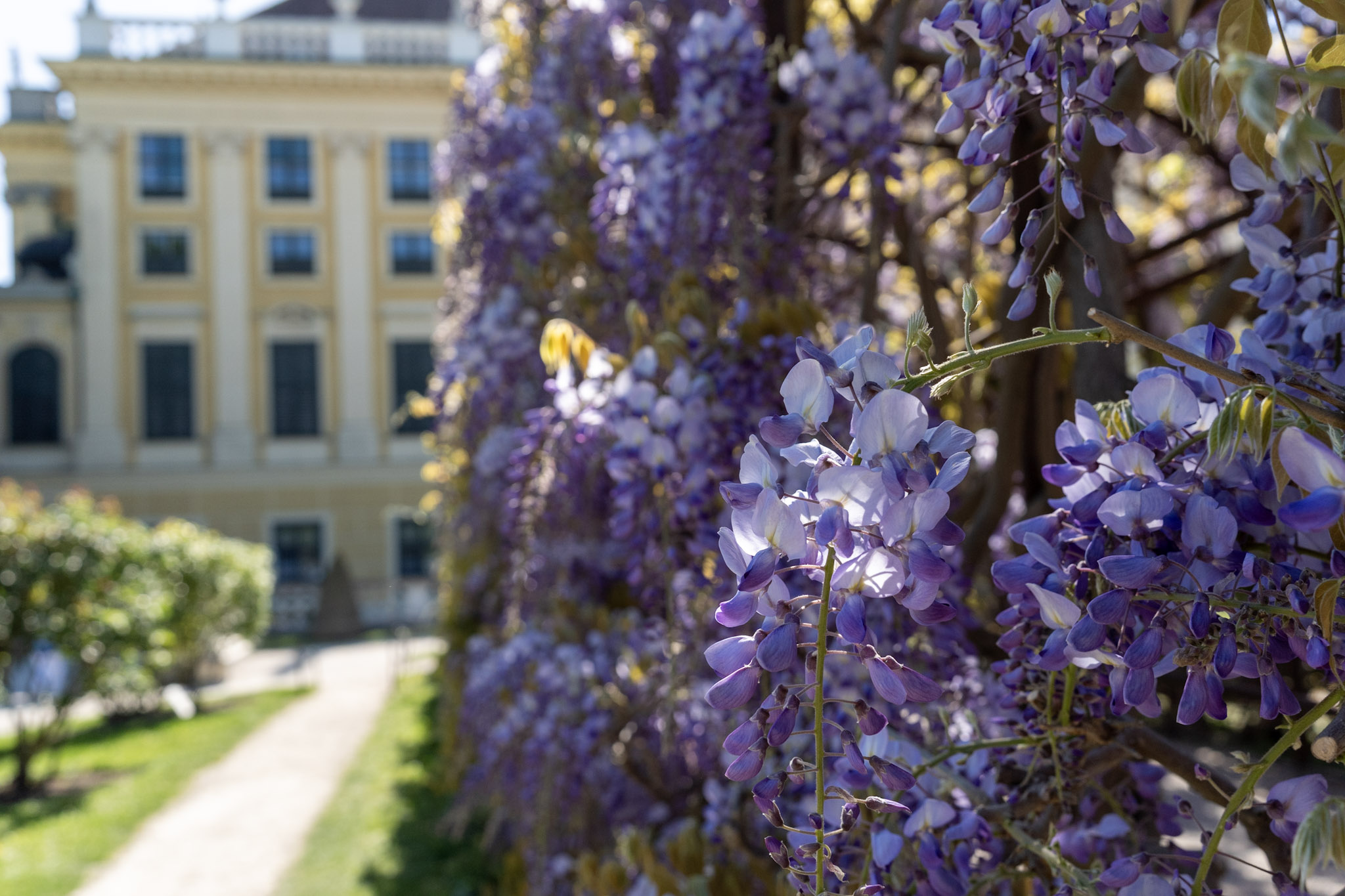 Schönbrunn Palace viewed through blooming wisteria.